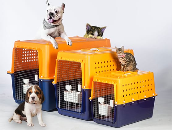 Pet Relocation Services